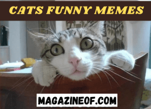 cats funny memes, new cats memes