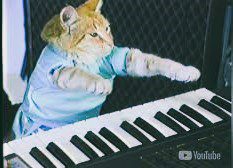 keyboard funny cat, cats funny memes