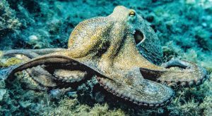 enigmatic intelligence of octopuses, top facts for animals