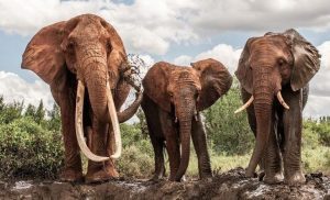 Complex Societies of Elephants, Facts for Animals