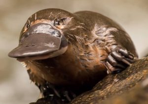 platypus: nature's quirkiest mammal, top 10 facts for animals, animals facts