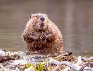 ingenious engineering of beaver dams, top 10 facts about animals, facts for animals
