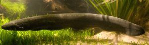 electric eel's electrifying abilities, facts for animals, top 10 facts about animals