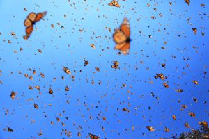 migratory marvel of monarch butterflies, facts for animals