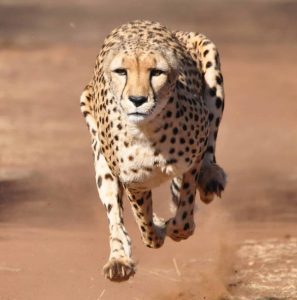 cheetah's blazing speed, facts for animals, top 10 animals facts