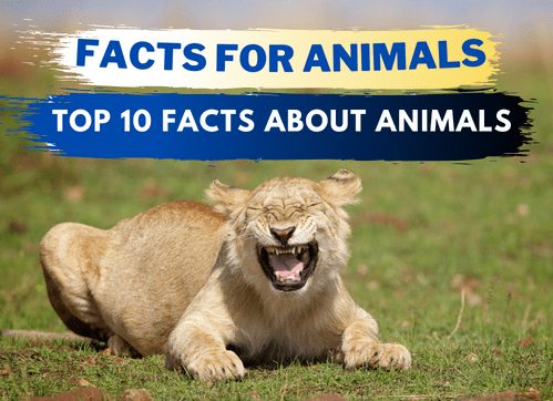 facts for animals, top 10 facts